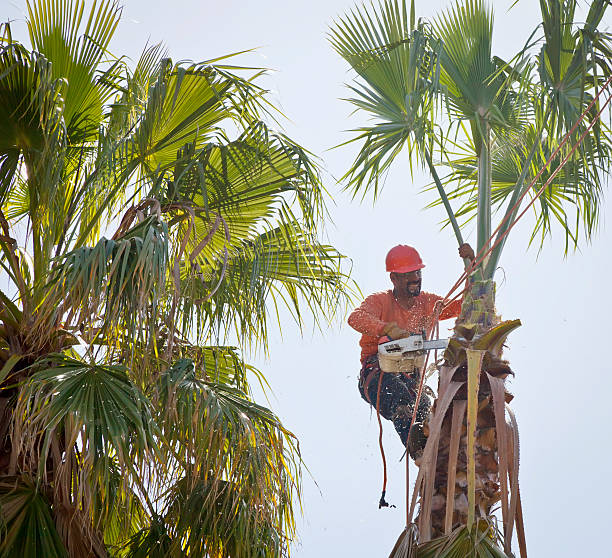 Emergency Storm Tree Removal in Sunny Isles Beach, FL